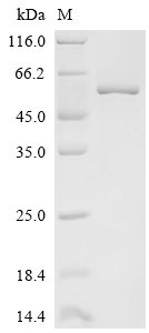 Recombinant Mouse Cysteine protease ATG4B (Atg4b)