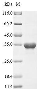 Recombinant Escherichia coli Acetate CoA-transferase subunit alpha (atoD), Escherichia coli (strain K12), E.coli, N-terminal 10xHis-tagged and C-terminal Myc-tagged, 30.5kDa, purity >90% as determined by SDS-PAGE.