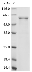 Recombinant Lactobacillus reuteri ATP synthase subunit beta (atpD)