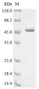 Recombinant Pseudomonas sp. Cyanuric acid amidohydrolase (atzD), Pseudomonas sp. (strain ADP), E.coli, N-terminal 10xHis-tagged and C-terminal Myc-tagged, 45.6kDa, purity >90% as determined by SDS-PAGE.