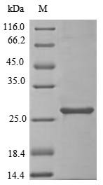 Recombinant Saccharomyces cerevisiae Inositol phosphorylceramide synthase catalytic subunit AUR1 (AUR1), partial