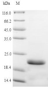 Recombinant Pig Vasopressin V2 receptor (AVPR2), partial, Sus scrofa (Pig), E.coli, N-terminal 6xHis-SUMO-tagged, 24.7kDa, purity >90% as determined by SDS-PAGE.