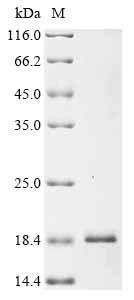 Recombinant Variola virus Pro-variola growth factor (B3R), partial