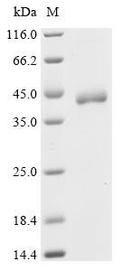 Recombinant Drosophila melanogaster Barrier-to-autointegration factor (baf), Drosophila melanogaster (Fruit fly), Mammalian cell, N-terminal hFc-tagged, 38.4kDa, purity >90% as determined by SDS-PAGE.