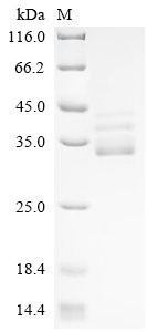 Recombinant Drosophila melanogaster Barrier-to-autointegration factor (baf), Drosophila melanogaster (Fruit fly), Yeast, N-terminal hFc-tagged, 36.7kDa, purity >95% as determined by SDS-PAGE.