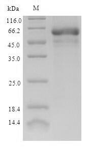 Recombinant Eschscholzia californica Reticuline oxidase (BBE1)