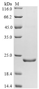 Recombinant Mouse Apoptosis regulator Bcl-2 (Bcl2), partial, Mus musculus (Mouse), E.coli, Tag-Free, 22.8kDa, purity >90% as determined by SDS-PAGE.