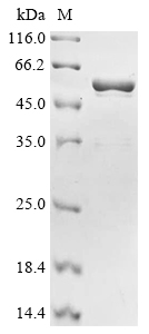 Recombinant Escherichia coli Beta-barrel assembly-enhancing protease (bepA), Escherichia coli (strain K12), E.coli, N-terminal 10xHis-tagged and C-terminal Myc-tagged, 58.5kDa, purity >90% as determined by SDS-PAGE.