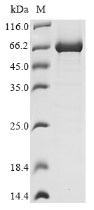 Recombinant Streptococcus pneumoniae Beta-galactosidase 3 (bgaC)