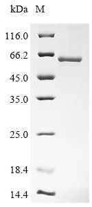 Recombinant Saccharomyces cerevisiae Adenosylmethionine-8-amino-7-oxononanoate aminotransferase (BIO3), Saccharomyces cerevisiae (strain ATCC 204508 / S288c) (Baker's yeast), E.coli, N-terminal 10xHis-tagged and C-terminal Myc-tagged, 58.7kDa, purity >90% as determined by SDS-PAGE.