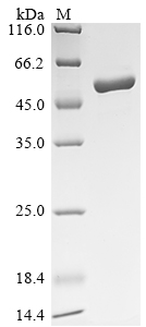 Recombinant Escherichia coli Adenosylmethionine-8-amino-7-oxononanoate aminotransferase (bioA), Escherichia coli (strain K12), E.coli, N-terminal 10xHis-tagged and C-terminal Myc-tagged, 54.8kDa, purity >90% as determined by SDS-PAGE.