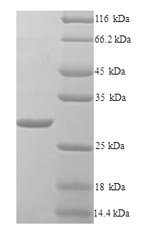 Recombinant Klebsiella pneumoniae Beta-lactamase SHV-1 (bla)