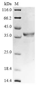 Recombinant Bovine Bone morphogenetic protein 4 (BMP4)