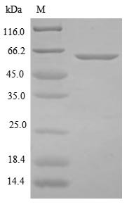 Recombinant Clostridium botulinum Botulinum neurotoxin type B (botB), partial