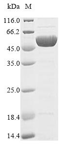 Recombinant Clostridium botulinum Botulinum neurotoxin type B (botB), partial