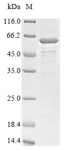 Recombinant Clostridium botulinum D phage Botulinum neurotoxin type D (botD), partial