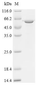 Recombinant Mouse BPI fold-containing family B member 1 (Bpifb1), Mus musculus (Mouse), E.coli, C-terminal 6xHis-tagged, 57.2kDa, purity >95% as determined by SDS-PAGE.