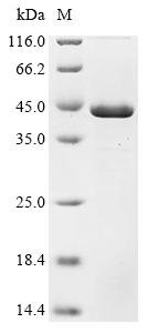 Recombinant Epstein-Barr virus Deneddylase BPLF1 (BPLF1), partial