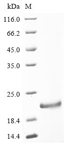 Recombinant Aspergillus terreus Blasticidin-S deaminase (bsd)