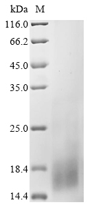 Recombinant Aspergillus terreus Blasticidin-S deaminase (bsd)