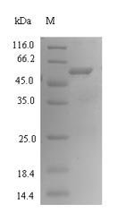 Recombinant Bacteroides fragilis Fragilysin (btfP)