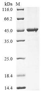 Recombinant Bacteroides fragilis Fragilysin (btfP)