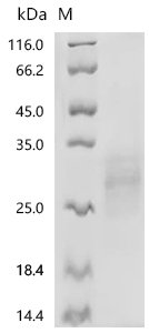 Recombinant Macaca fascicularis B- and T-lymphocyte attenuator (BTLA), partial (Active)