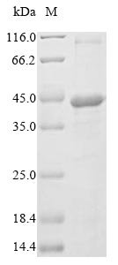 Recombinant Epstein-Barr virus Lytic switch protein BZLF1 (BZLF1), Epstein-Barr virus (strain GD1) (HHV-4) (Human herpesvirus 4), E.coli, N-terminal 10xHis-tagged and C-terminal Myc-tagged, 33.8kDa, purity >85% as determined by SDS-PAGE.