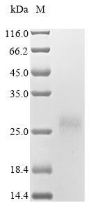 Recombinant Epstein-Barr virus Glycoprotein 42 (BZLF2), partial