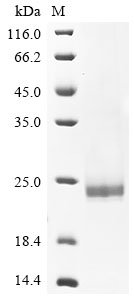 Recombinant Hepatitis B virus genotype A2 subtype adw2 Capsid protein (C)