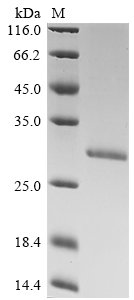 Recombinant Hepatitis B virus genotype C subtype ayw Capsid protein (C), Hepatitis B virus genotype C subtype ayw (isolate China/Tibet127/2002) (HBV-C), E.coli, N-terminal 10xHis-tagged, 27.1kDa, purity >90% as determined by SDS-PAGE.