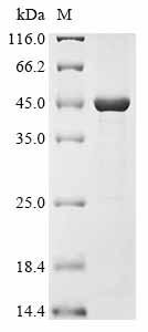 Recombinant Variola virus Envelope protein F13 (C17L), Variola virus (isolate Human/India/Ind3/1967) (VARV) (Smallpox virus), E.coli, N-terminal 10xHis-tagged and C-terminal Myc-tagged, 49.4kDa, purity >90% as determined by SDS-PAGE.