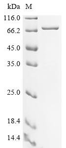 Recombinant Mouse Complement C1q subcomponent subunit A (C1qa), Biotinylated, Mus musculus (Mouse), E.coli, N-terminal MBP-tagged and C-terminal 6xHis-Avi-tagged, 71.3kDa, purity >85% as determined by SDS-PAGE.