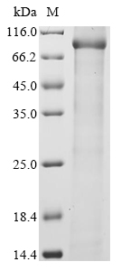 Recombinant Mouse Complement C1r-A subcomponent (C1ra), Mus musculus (Mouse), E.coli, N-terminal 10xHis-tagged and C-terminal Myc-tagged, 85.7kDa, purity >90% as determined by SDS-PAGE.