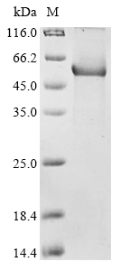 Recombinant Rat Complement C1r subcomponent-like protein (C1rl)