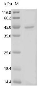 Recombinant Helicobacter pylori Apolipoprotein N-acyltransferase (lnt) Protein, Helicobacter pylori (strain ATCC 700392 / 26695) (Campylobacter pylori), in vitro E.coli expression system, N-terminal 10xHis-tagged, 50.0kDa, purity >85% as determined by SDS-PAGE.