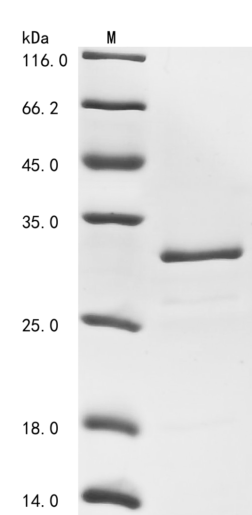 Recombinant Rat Carbonic anhydrase 2 (Ca2)