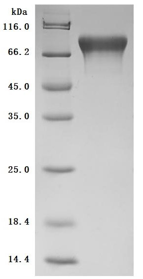 Recombinant Mouse Cell adhesion molecule 1 (Cadm1), partial (Active), Mus musculus (Mouse), Mammalian cell, C-terminal 10xHis-tagged, 39.6kDa, purity >95% as determined by SDS-PAGE.