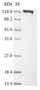 Recombinant Acidaminococcus sp. CRISPR-associated endonuclease Cas12a (cas12a), Acidaminococcus sp. (strain BV3L6), E.coli, N-terminal 10xHis-tagged and C-terminal Myc-tagged, 158.6kDa, purity >90% as determined by SDS-PAGE.