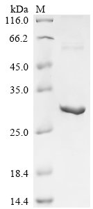 Recombinant Pig Caspase-1 (CASP1), partial, Sus scrofa (Pig), E.coli, N-terminal 10xHis-tagged and C-terminal Myc-tagged, 27.3kDa, purity >90% as determined by SDS-PAGE.