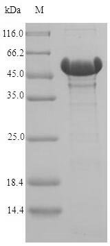 Recombinant Acinetobacter baylyi Catechol 1,2-dioxygenase (catA)