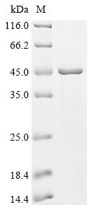 Recombinant Coxiella burnetii Hypothetical membrane spanning protein (CBU_1863), partial