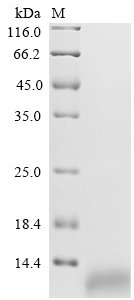 Recombinant Dog C-C motif chemokine 17 (CCL17), Canis lupus familiaris (Dog) (Canis familiaris), Yeast, C-terminal 6xHis-tagged, 10.1kDa, purity >85% as determined by SDS-PAGE.