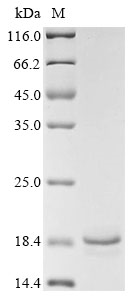 Recombinant Mouse C-C motif chemokine 21c (Ccl21c), Mus musculus (Mouse), E.coli, Tag-Free, 12.8kDa, purity >85% as determined by SDS-PAGE.
