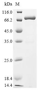 Recombinant Mouse Cell surface glycoprotein CD200 receptor 1 (Cd200r1), partial, Biotinylated, Mus musculus (Mouse), E.coli, N-terminal MBP-tagged and C-terminal 6xHis-Avi-tagged, 73.5kDa, purity >90% as determined by SDS-PAGE.