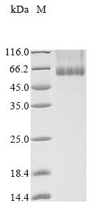 Recombinant Pongo abelii NADPH oxidase 4 (NOX4) Protein, Pongo abelii (Sumatran orangutan) (Pongo pygmaeus abelii), in vitro E.coli expression system, N-terminal 10xHis-tagged, 69.7kDa, purity >90% as determined by SDS-PAGE.