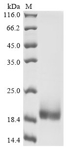 Recombinant Mouse T-cell surface glycoprotein CD3 epsilon chain (Cd3e), partial