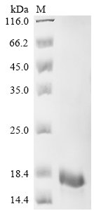 Recombinant Pig T-cell surface glycoprotein CD3 epsilon chain (CD3E), partial