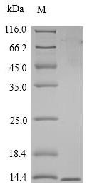 Recombinant Macaca fascicularis T-cell surface glycoprotein CD3 gamma chain (CD3G), partial