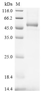 Recombinant Mouse CD40 ligand (Cd40lg), partial (Active), Mus musculus (Mouse), Mammalian cell, N-terminal mFc1-tagged, 42.1kDa, purity >95% as determined by SDS-PAGE.